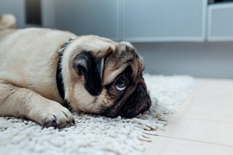 How to Tell Your Rescue Has Experienced Major Trauma