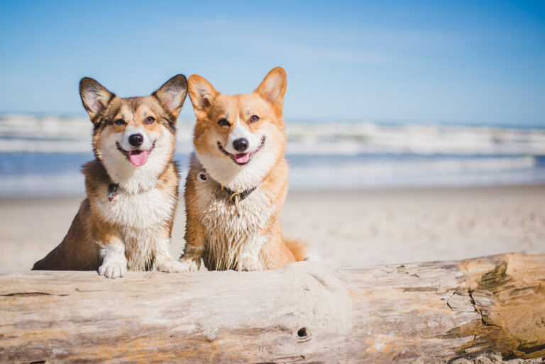 Should You Get Another Dog? Here are the Pros and Cons