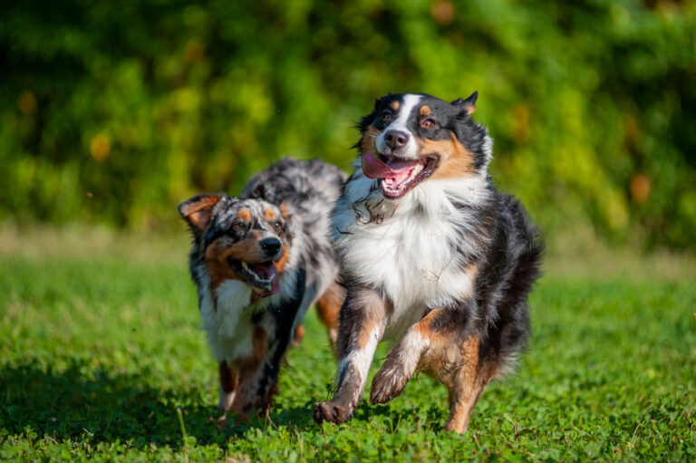 15 Signs Our Pets Actually Understand What We’re Saying