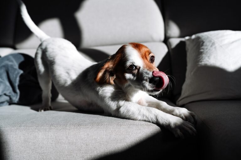 Warning: These Dogs Have Hyper Toddler Energy
