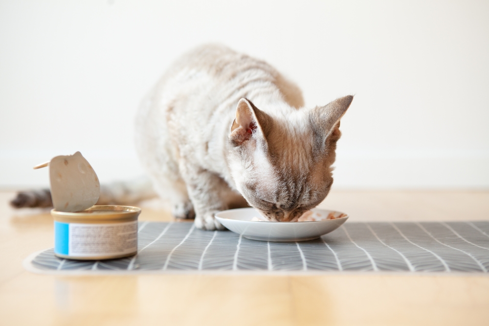 Close-up,Of,A,Tabby,Cat,Eating,Canned,Cat,Food,From