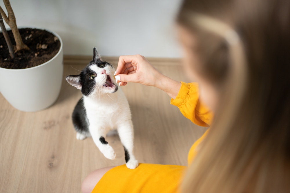 High,Angle,View,Of,Hungry,Black,And,White,Cat,Getting