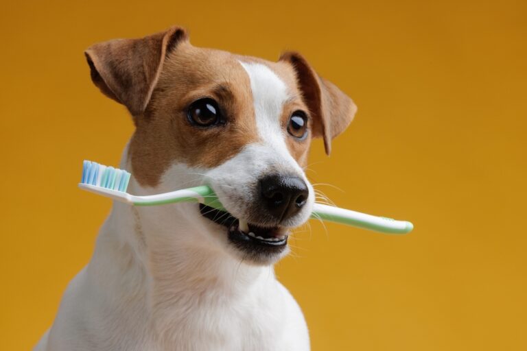 A Guide to Pet Dental Hygiene