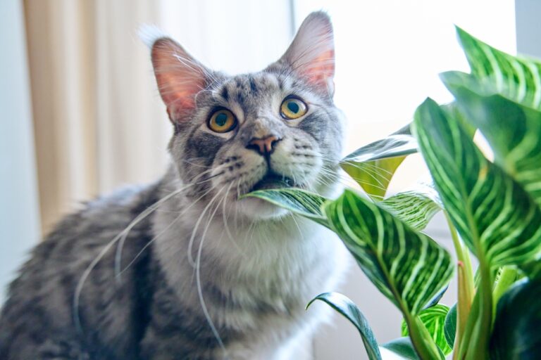 14 Things In Your Home That Could Put You And Your Pets In Danger Without You Realizing It