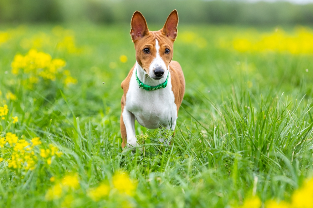 Red,Basenji,Puppy,Walks,Across,The,Field,Through,Green,Grass