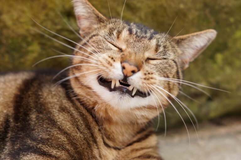 10 Pets Who Went Missing and Returned with Mind-Blowing Stories