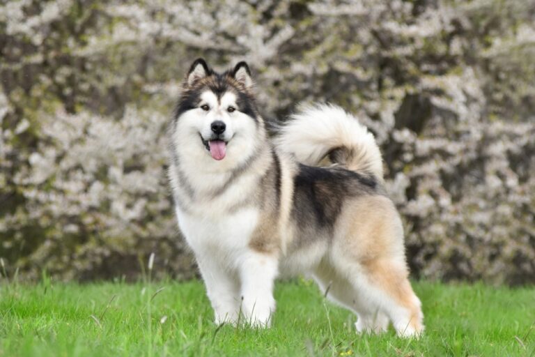 15 Ferocious Looking Dogs Who Look Like Wild Wolves But Are Sweet Lovable Pets