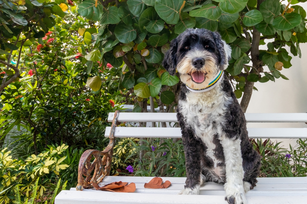 Portuguese,Water,Dog,Sitting,On,A,Bench,In,The,Bahamas