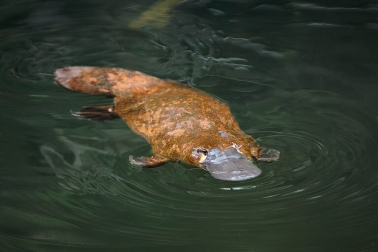 13 Cute Creatures That Are Surprisingly Dangerous