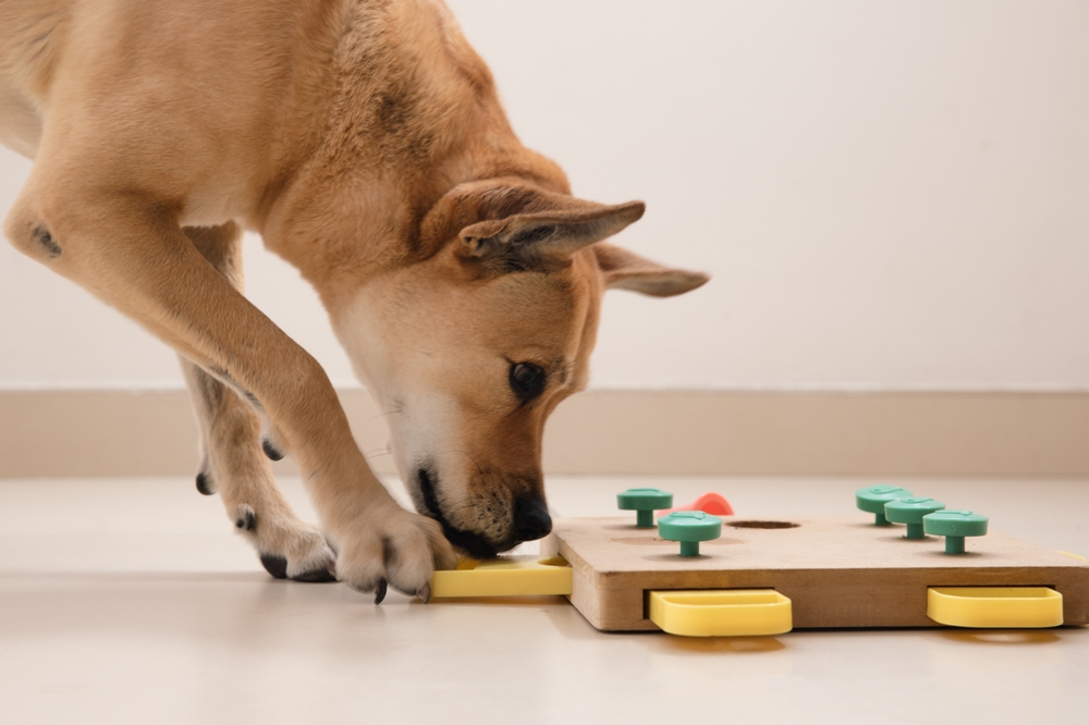 Smart,Dog,Is,Looking,For,Delicious,Dried,Treats,In,Intellectual