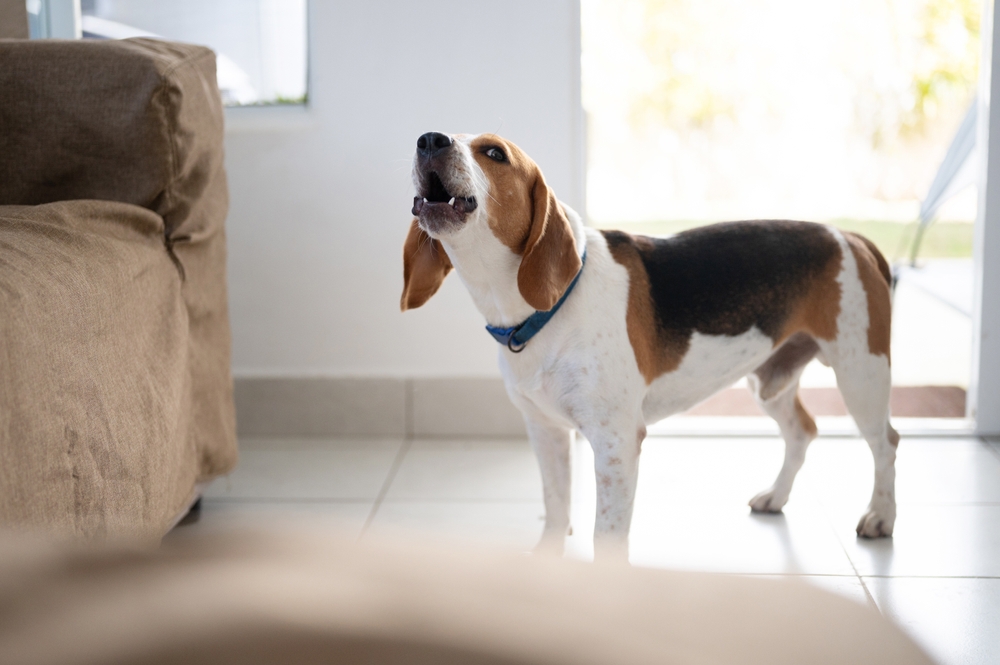 Barking,Howl,Beagle,Dog,In,House,Environment,Close,Up,View