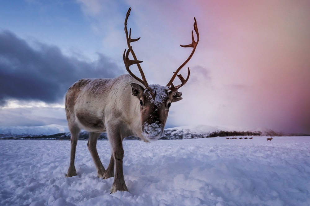 Portrait,Of,A,Reindeer,With,Massive,Antlers,Pulling,Sleigh,In