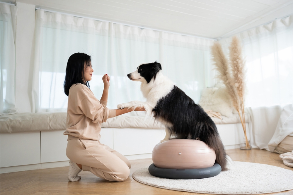 Young,Woman,Animal,Trainer,Play,With,Her,Smart,Border,Collie dog