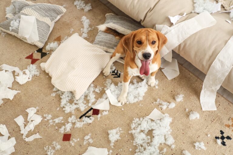 Is Your Dogs Naughty Behavior Trying to Tell You Something