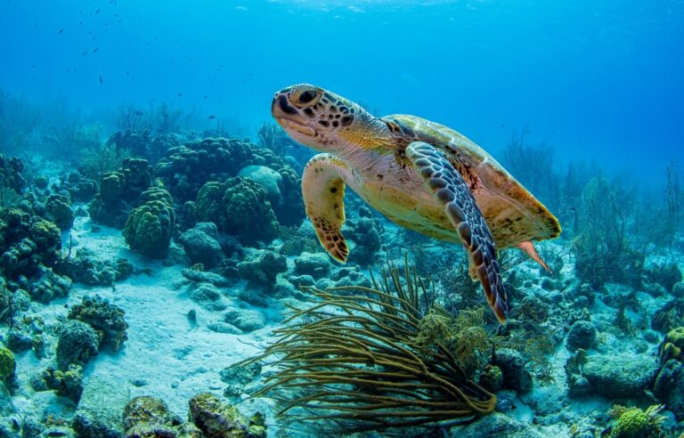 Endangered Species in Your Region and How You Can Help