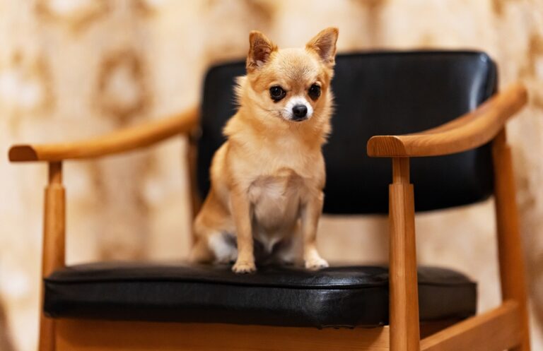 The Dog Breeds Most Likely To Bite The Vet