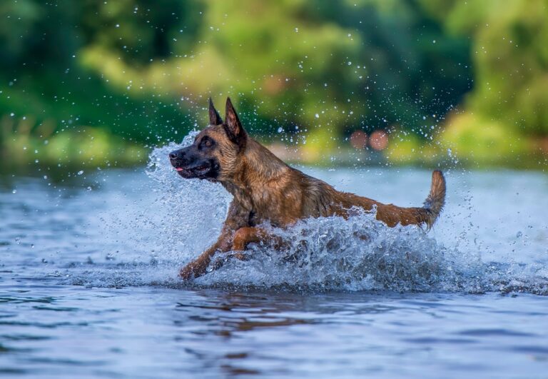 14 Dog Names That Signal Strong Personalities