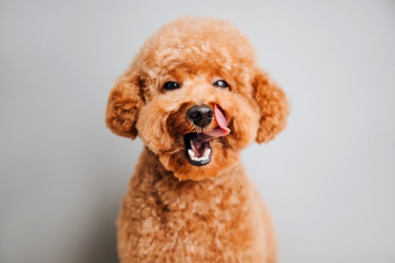 How to Find the Perfect Dog to Match Your Family’s Vibe