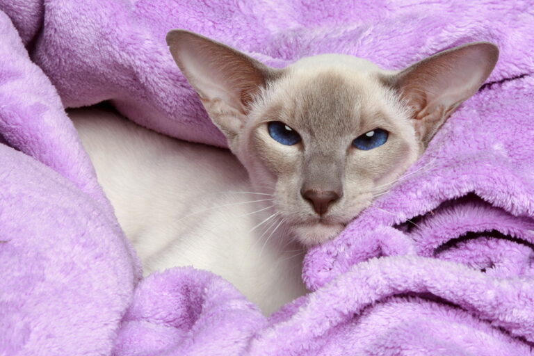 12 Angry & Anti-Social Cat Breeds You May Regret Owning