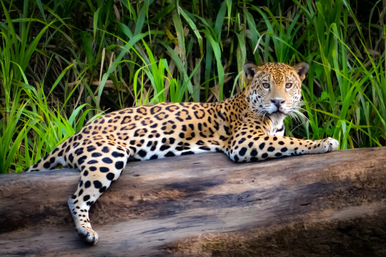 13 Jungle Animals That Could End Your Life In A Flash
