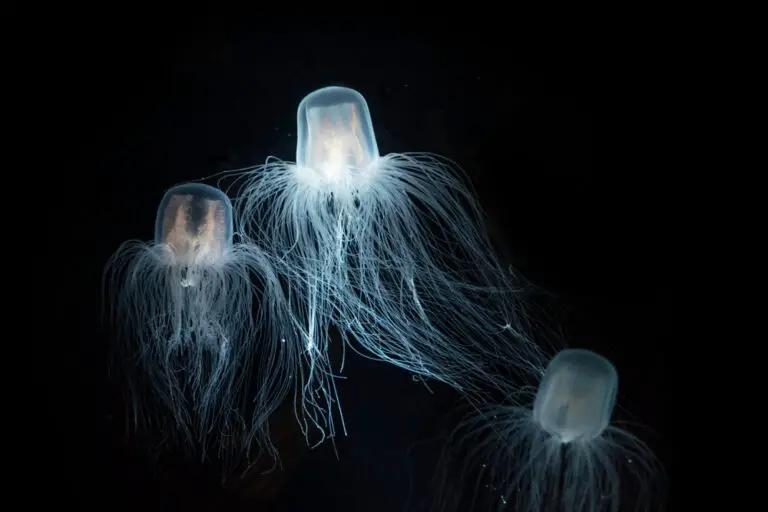 The Most Deadly Jellyfish