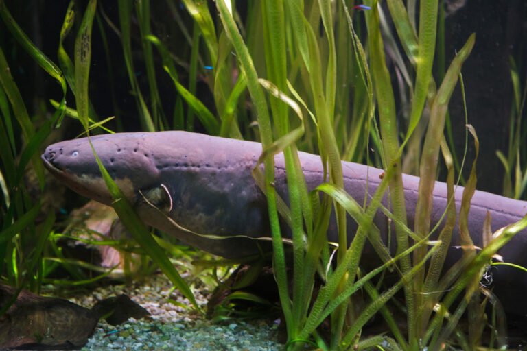 Jungle Animals Hiding 12 Wild Superpowers You’d Never Expect