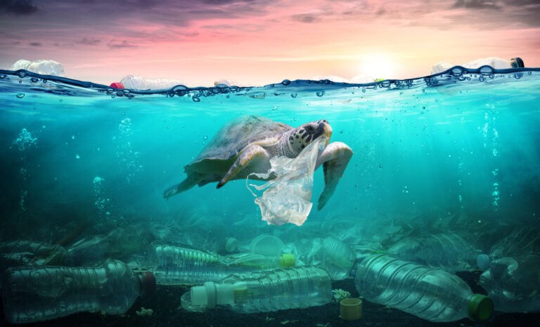 How Marine Life is Drowning in Plastic—and What This Means for Our Future