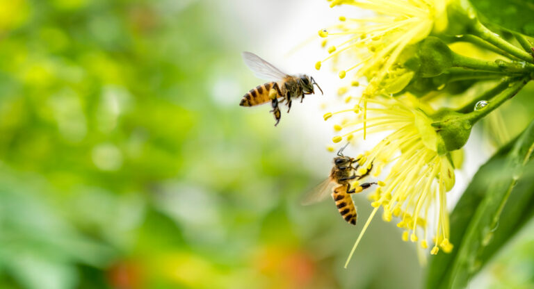Easy Ways to Support Pollinators in Your Garden Without Becoming a Beekeeper