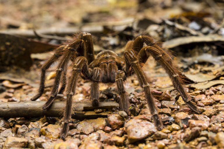 14 Incredibly Dangerous Animals That Don’t Actually Hurt Humans