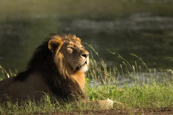 Wild Animal Friendships You Won’t Believe Are Real