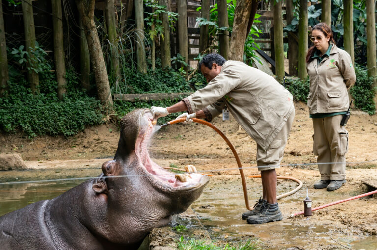 What Really Goes Down At Zoos During Hurricanes & Earthquakes?