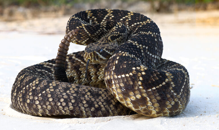 13 Deadly Snake Bites You Can Survive—If You Get Help Fast