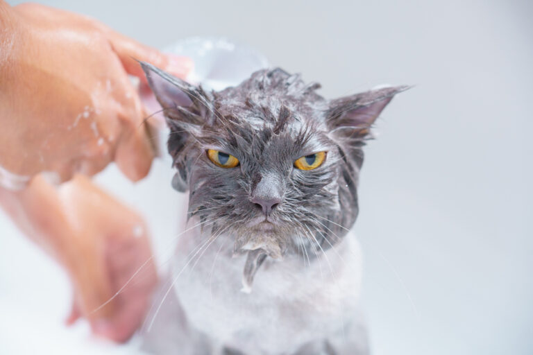 14 Game-Changing Tricks to Groom Your Cat Without Getting Scratched to Death