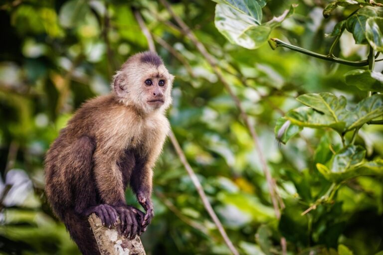 13 Cute Types of Monkeys that are Actually Super Dangerous