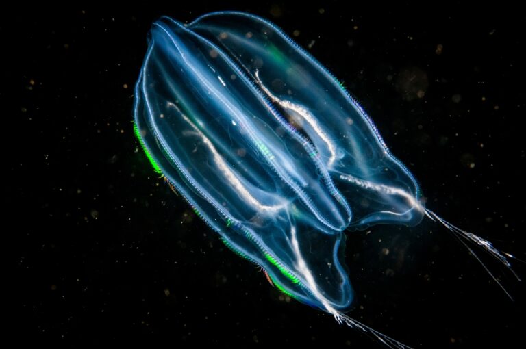 13 Animals That Can Literally Live Forever (Or Close To It)