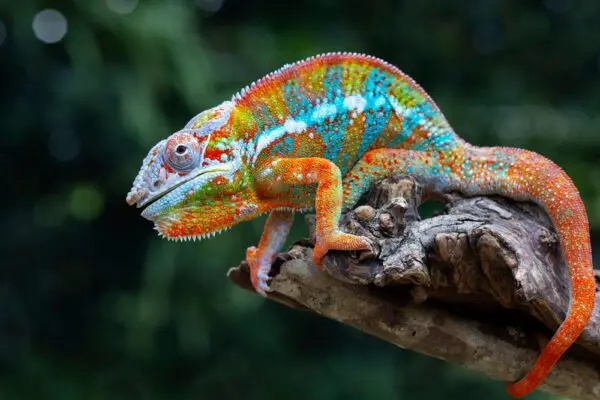 15 Jungle Creatures That Use Psychological Warfare To Outsmart Their Rivals