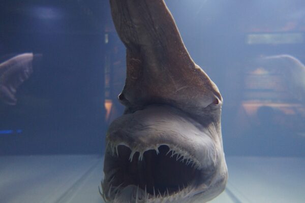11 Sharks That Are So Rare, You’ve Probably Never Heard of Them
