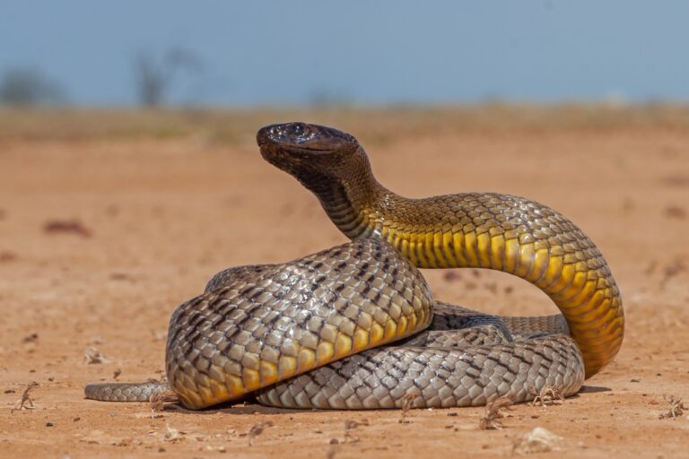 14 Deadly Snakes Hiding in Unexpected Places Around the World