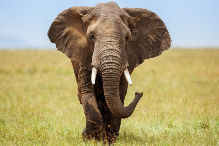 What Us Humans Can Learn From Elephants About Holding Grudges