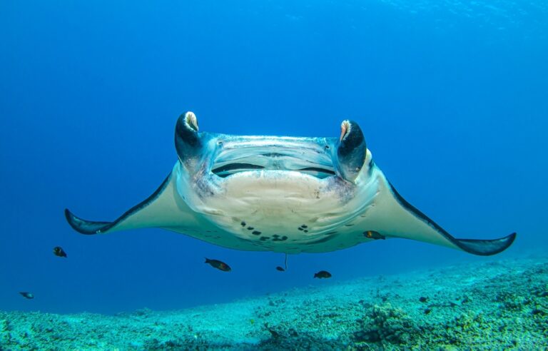12 Ocean Creatures Way Smarter & More Loving Than Dolphins