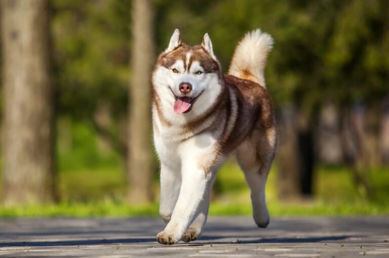 These Dog And Cat Breeds Are The Most Surrendered To Shelters During The Holidays