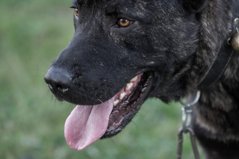 14 Dogs So Fierce They’ll Face Down a Grizzly Without Flinching