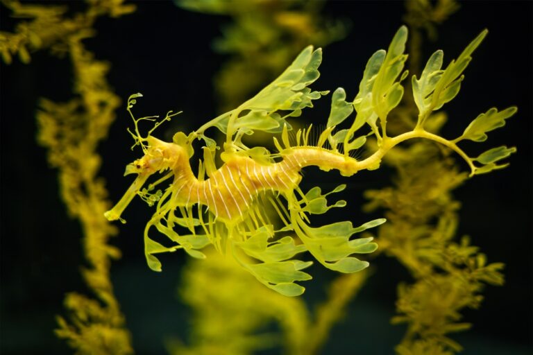 14 Rare Sea Creatures You Had No Idea Existed