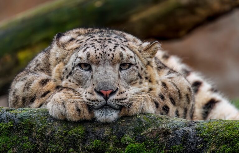 16 of the Most Majestic and Mindblowing Creatures on the Planet