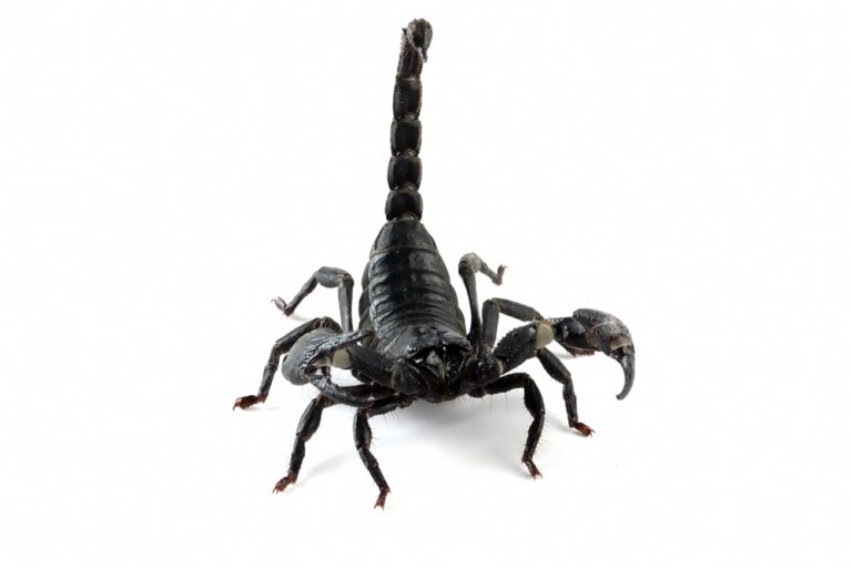 13 Surprising Facts About Scorpions That Will Send Chills Down Your Spine