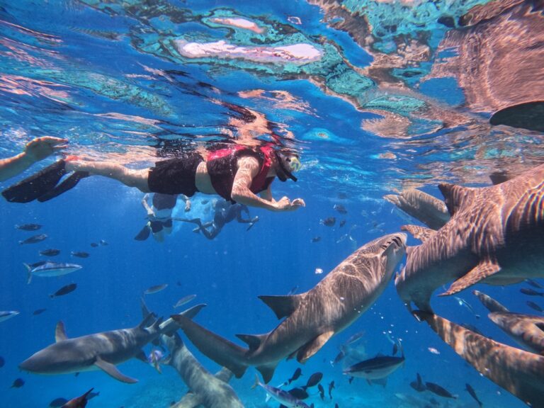 10 Shark Species That Are Surprisingly Gentle