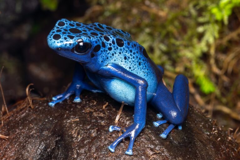 10 Animals That Can Kill Without Leaving A Single Bite or Scratch