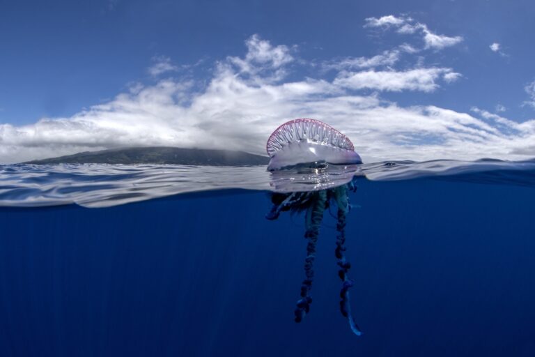 10 of the most deadly jellyfish on the planet earthanimals