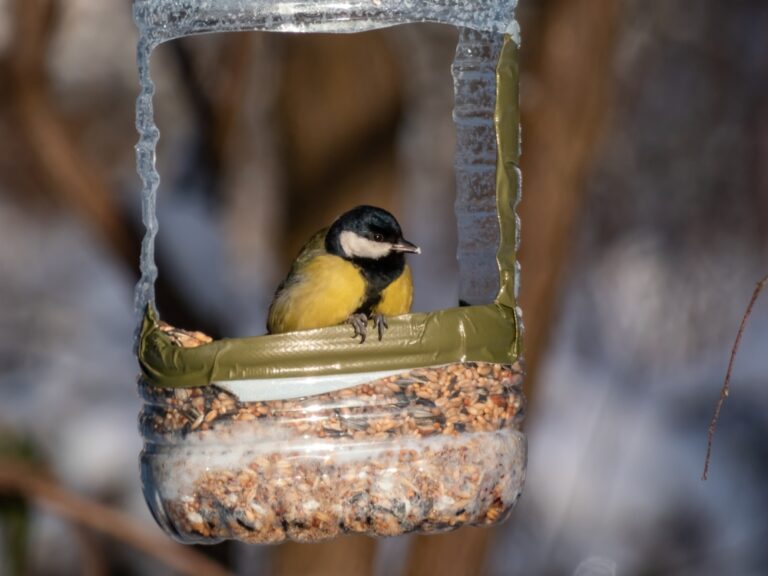 DIY Bird Feeders and Houses That’ll Make Your Yard the Hottest Spot in Town