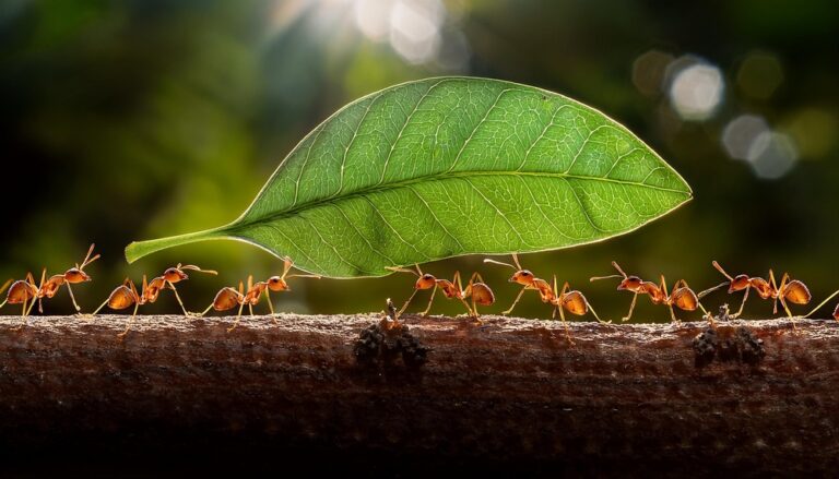 13 Animals With Incredible Traits That Will Leave You in Awe